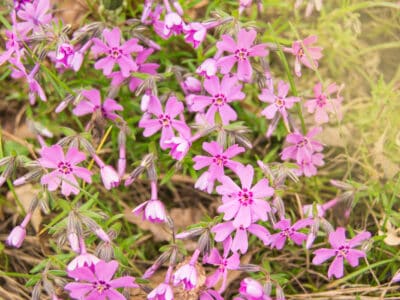 A 5 Pink Perennial Flowers