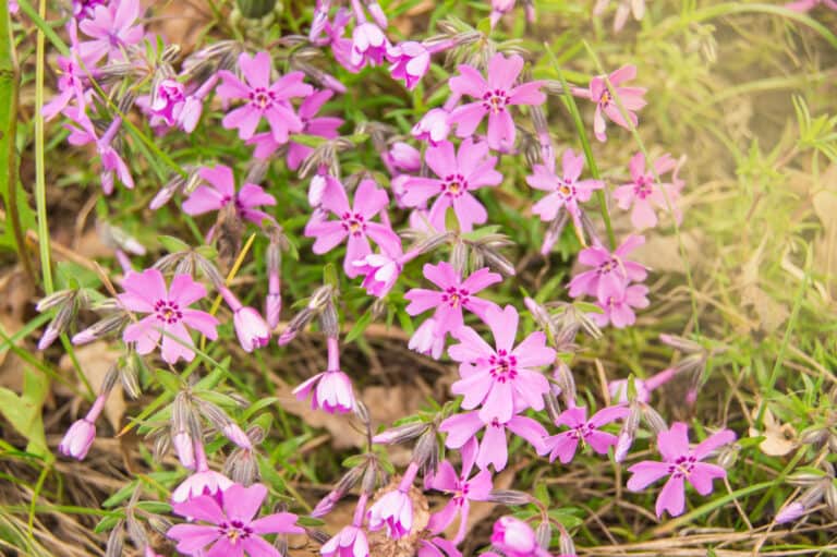 Phlox subulata, Phlox pink Flowers in the garden in summer in sunlight, floral background