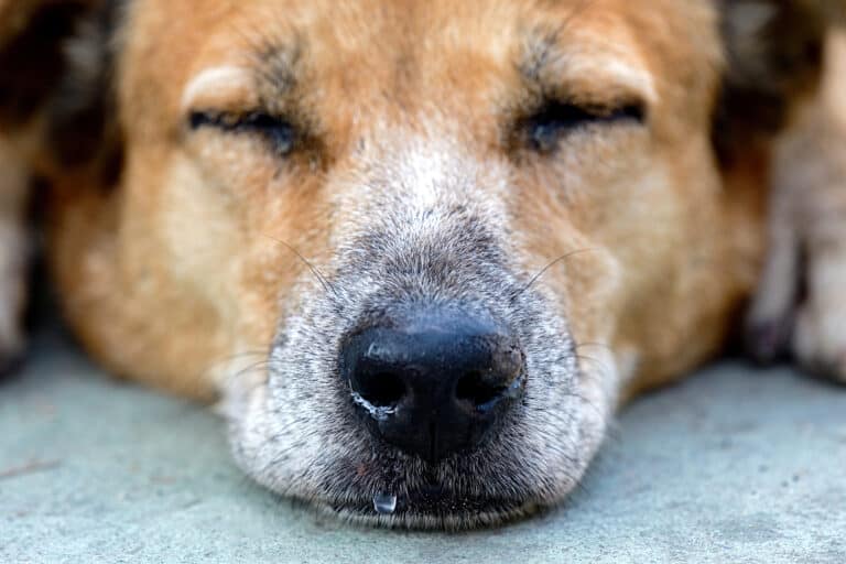 dog with runny nose