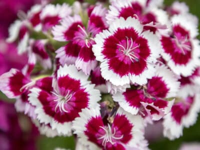 A The 4 Best Annual Flowers For Zone 7