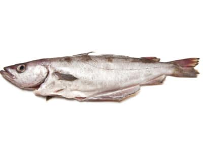 A Pollock Fish