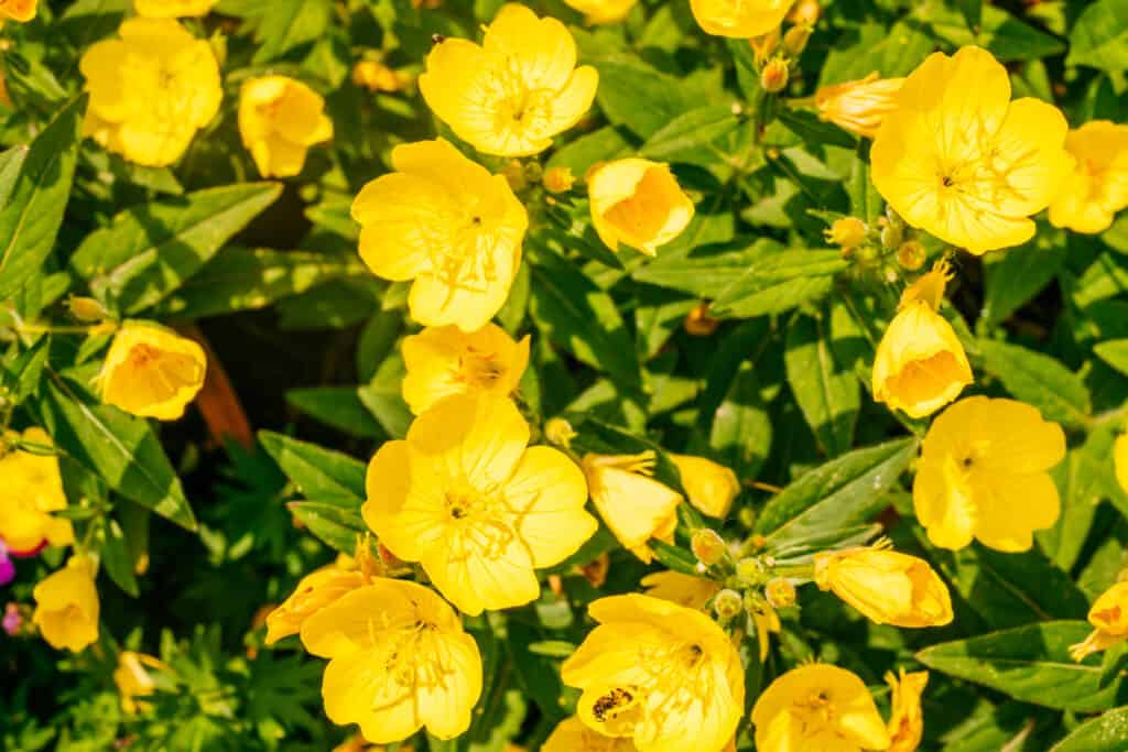 Evening primrose flower, or sundrop.