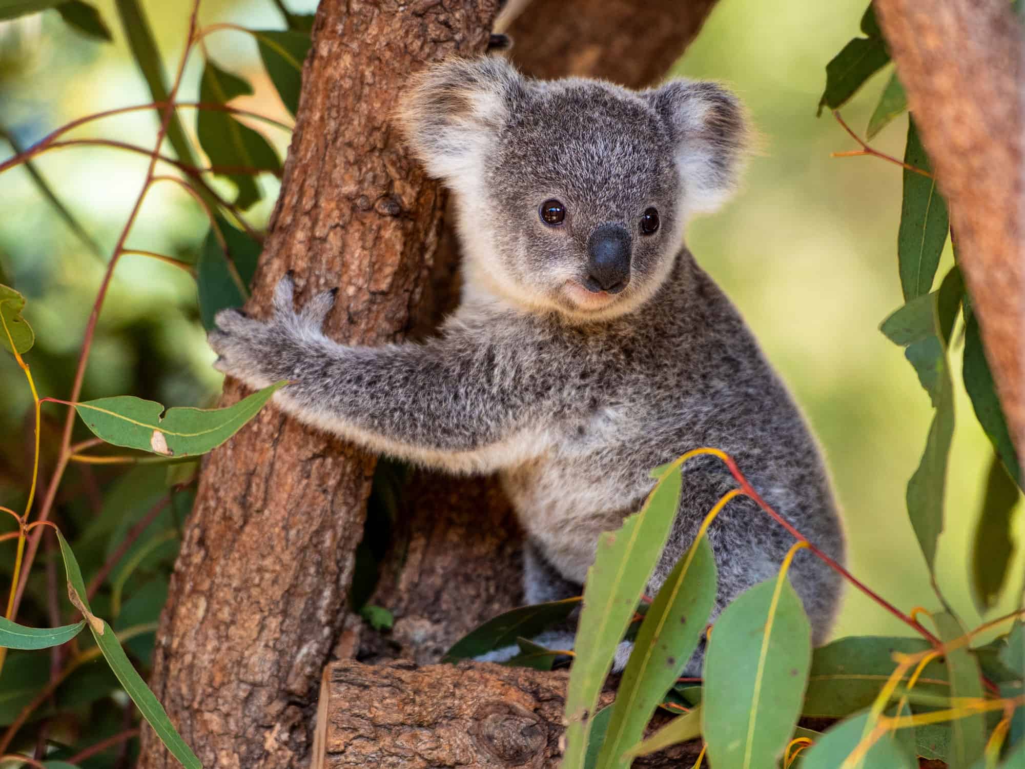 Koala Spirit Animal Symbolism and Meaning
