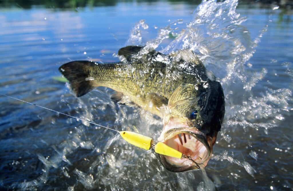 Largemouth bass jumping at the surface fighting a minnow imitation lure.