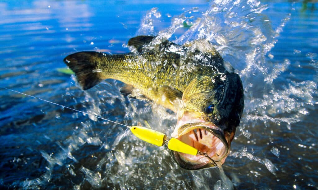 The largest largemouth bass ever caught in Texas was in 1992