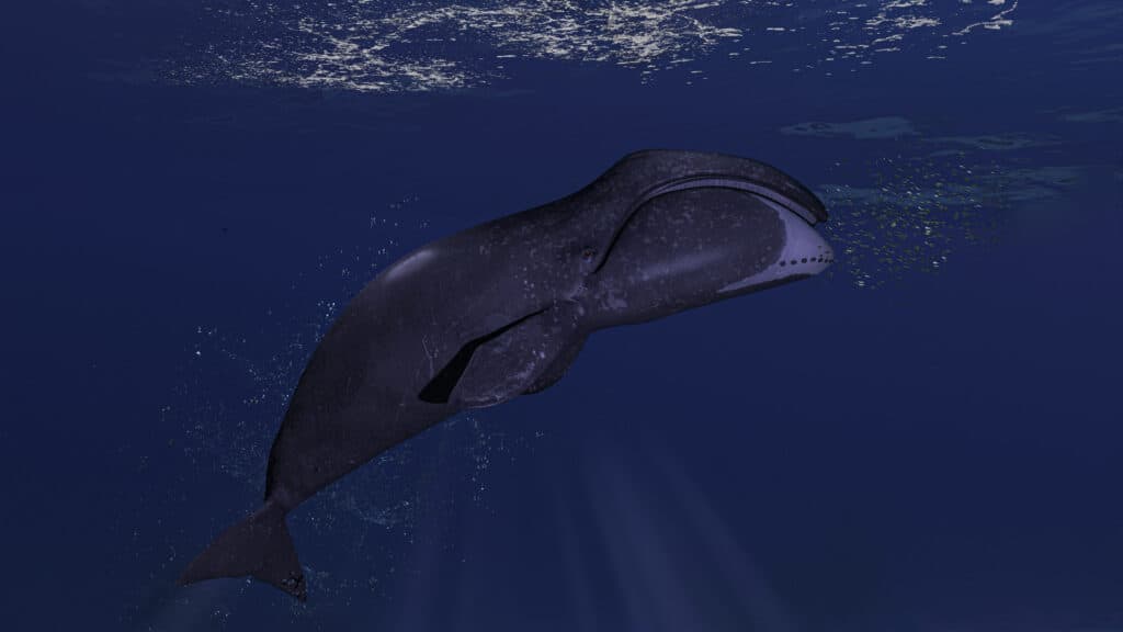 Bowhead whale