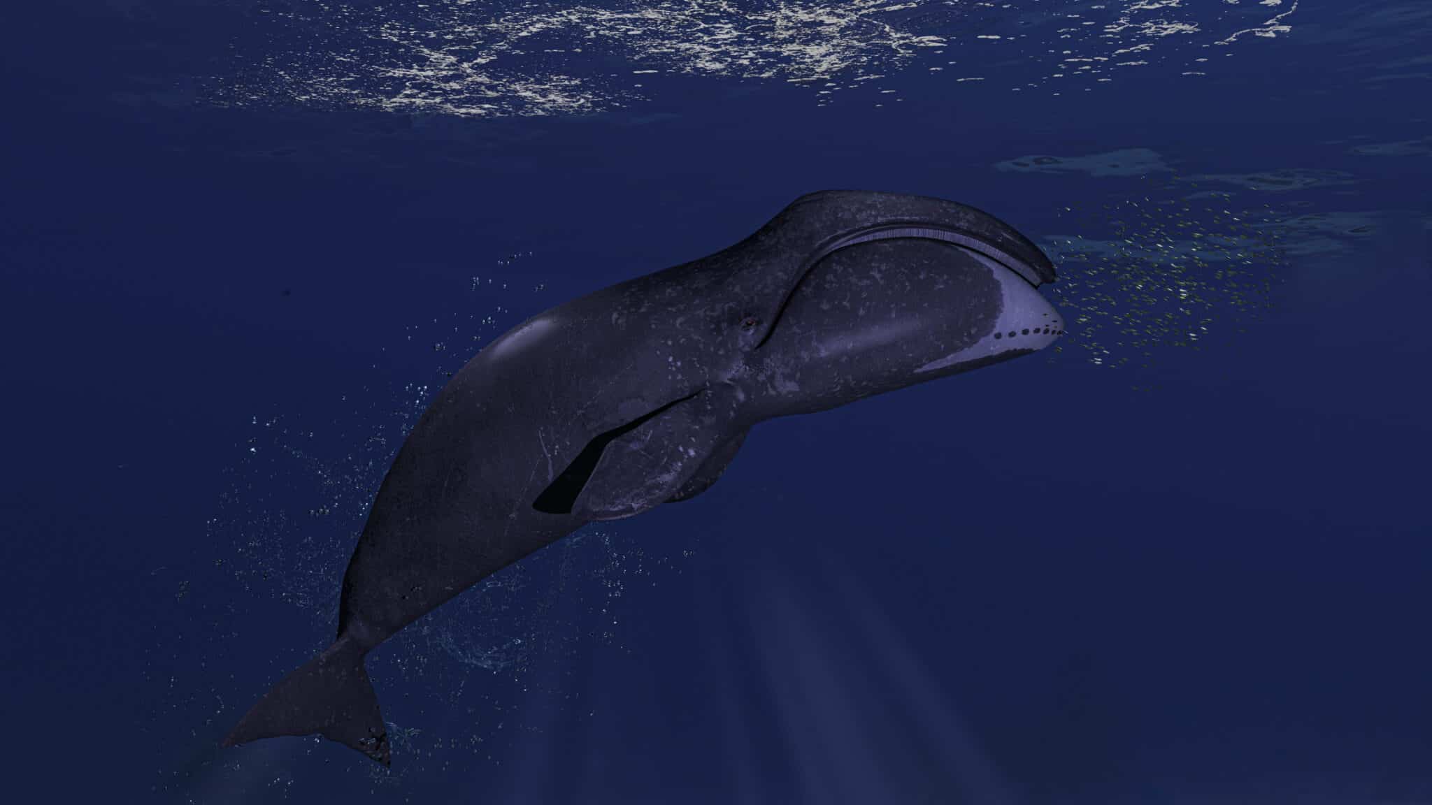 The 200 Year Old Whale: Discover the Oldest Whales in the World - A-Z