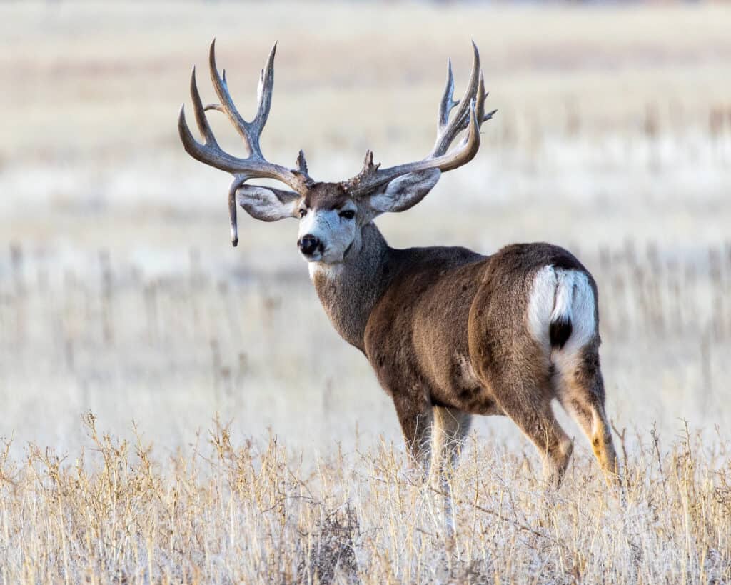 Mature mule deer buck displaying impressive antlers with a rare trait known as a 