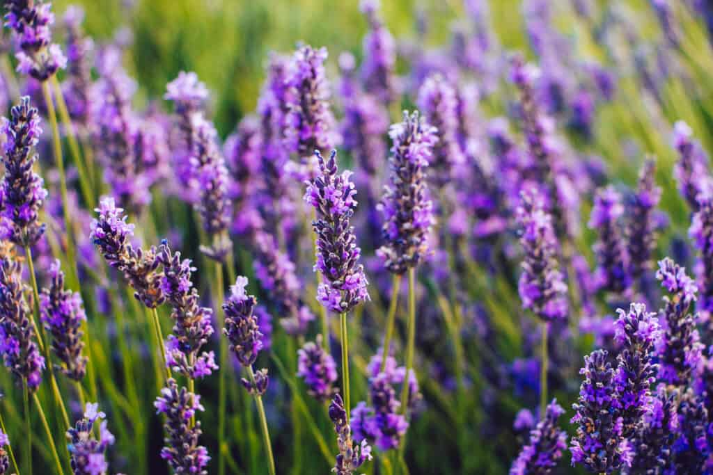 Lavandula angustifolia