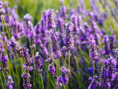 A Russian Sage vs. Lavender: How Are They Different?