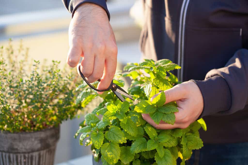 lemon balm