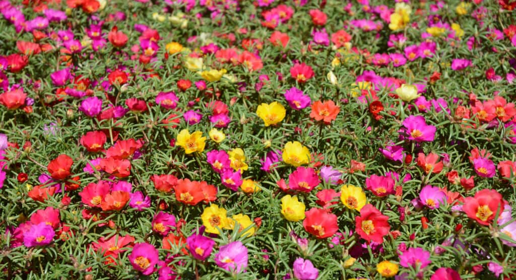 Colorful flowerbed of hogweed or Portulaca also known as moss roses.