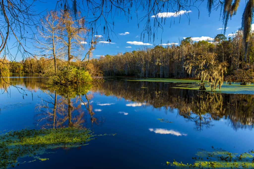 Audobon Swamp Garden