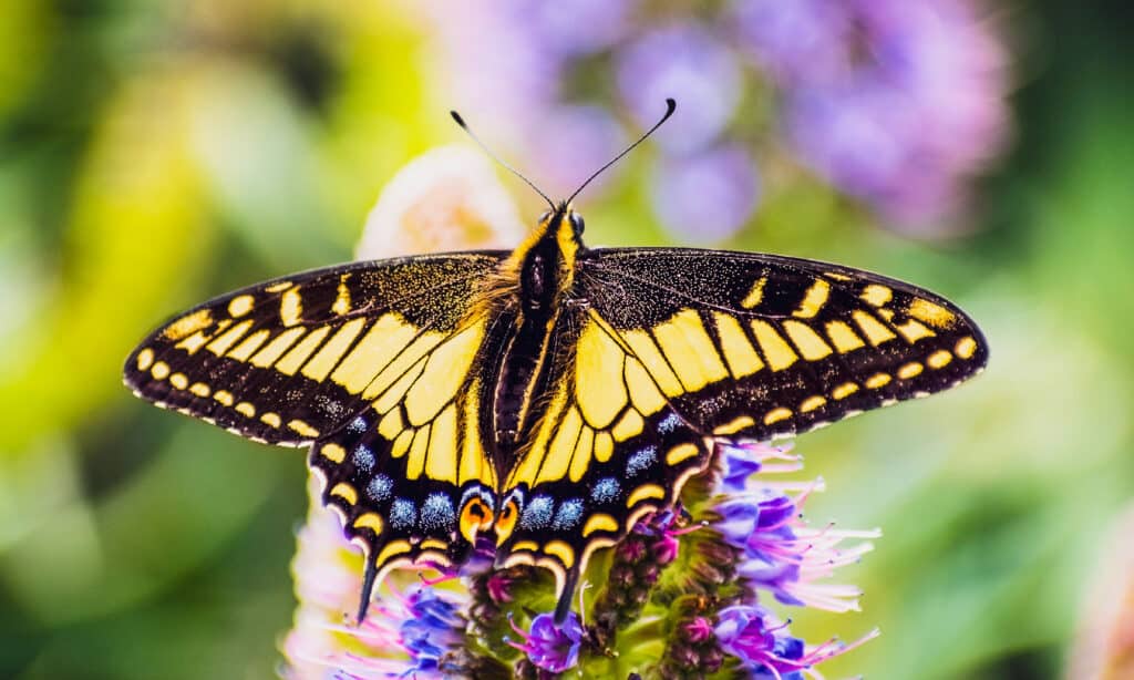 Western Tiger Swallowtail (Papilio rutulus)