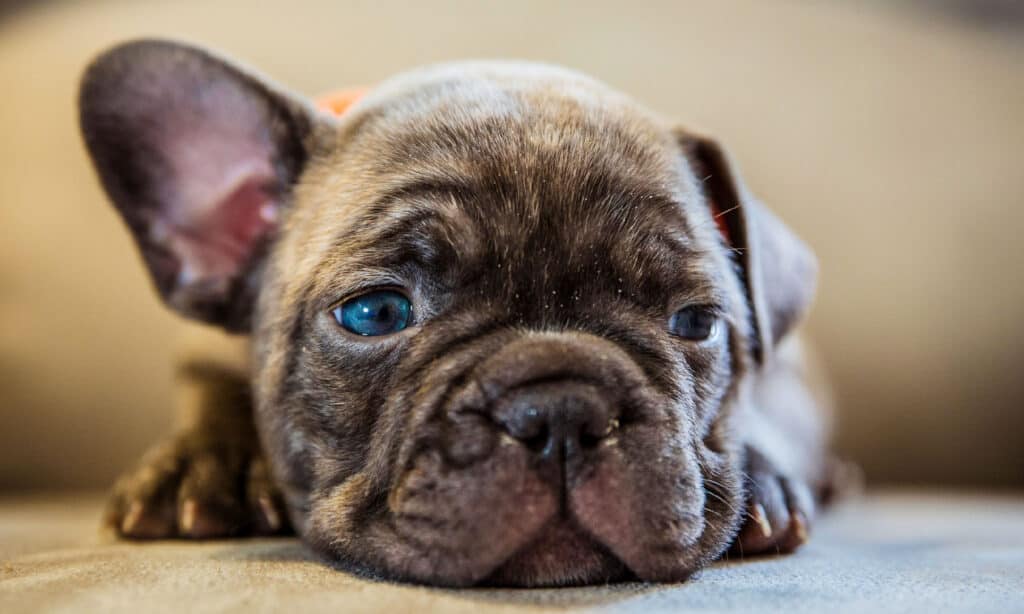 French bulldog puppy