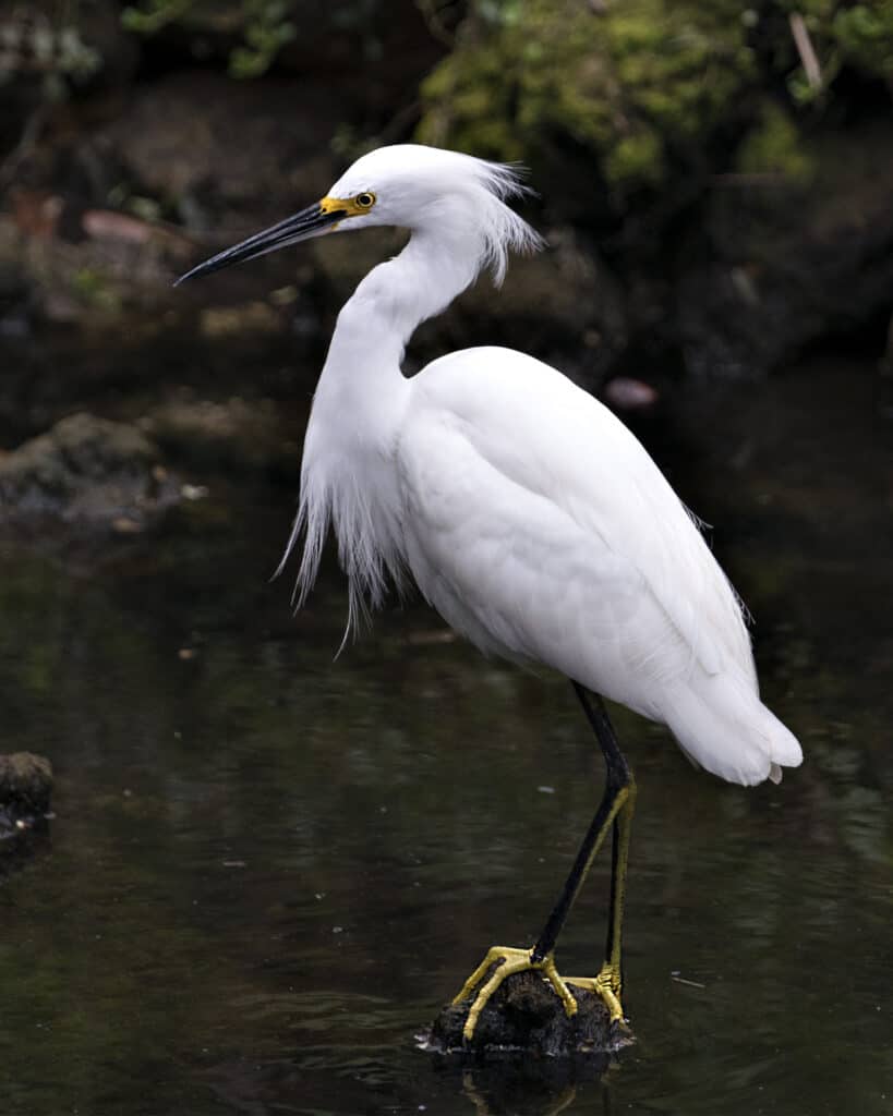 Egret Bird Facts  Ardea alba, Bubulcus ibis, and others - A-Z Animals