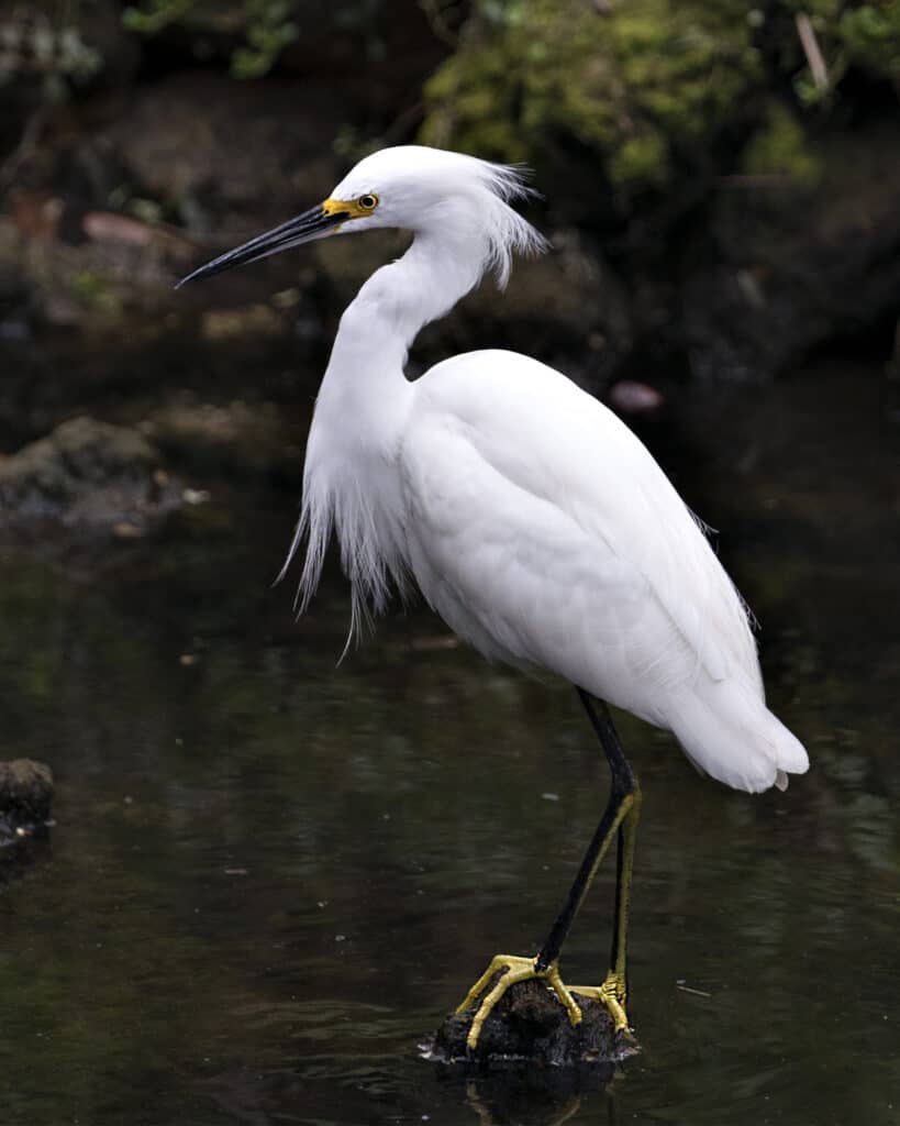 A White Great Egret in Breeding Plumage Stands and Poses at Bombay Hook NWR  in Delaware. This Regal Bird is a Summer Resident of the Area. -  Canada