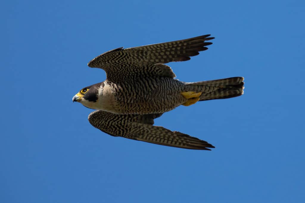 Peregrine Falcon