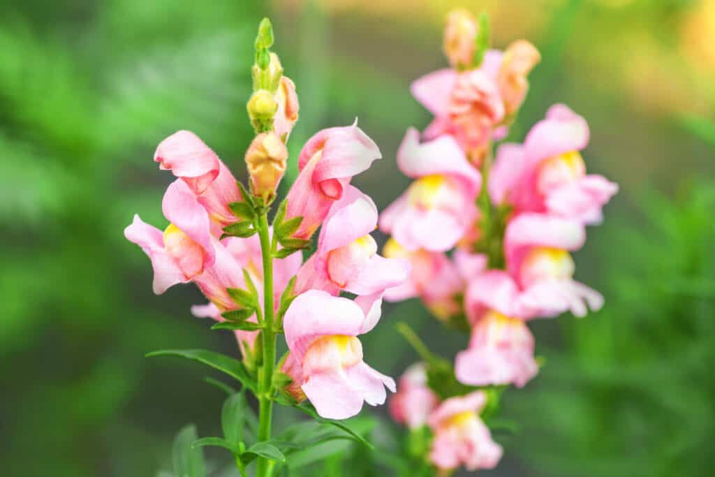 Snapdragons. Snapdragon pink flowers in the garden. 