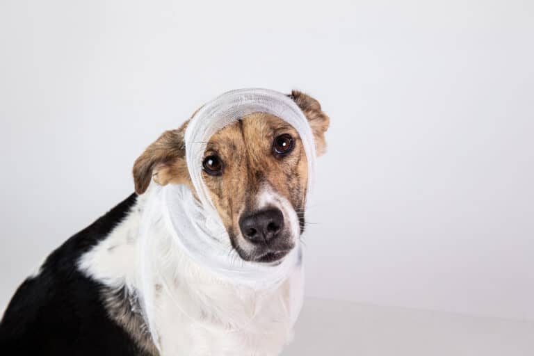 dog with bandage on head