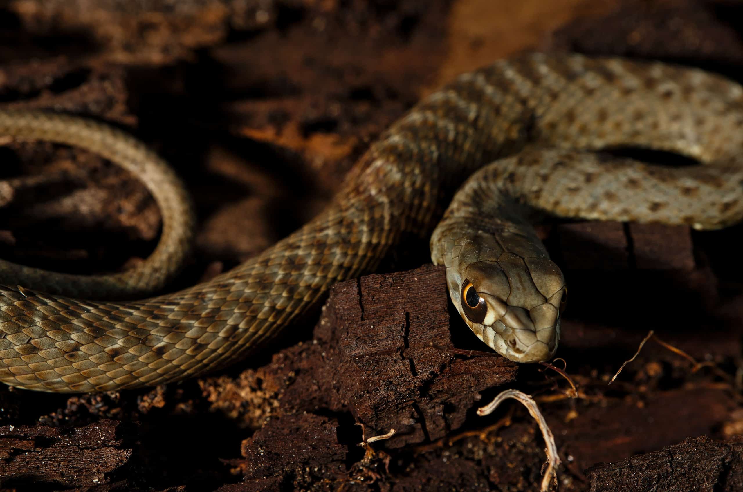 Wild Montpellier snake Malpolon Monspessulanus