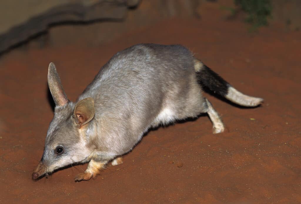 Bandicoots are marsupials from Australia that have several litters each year.