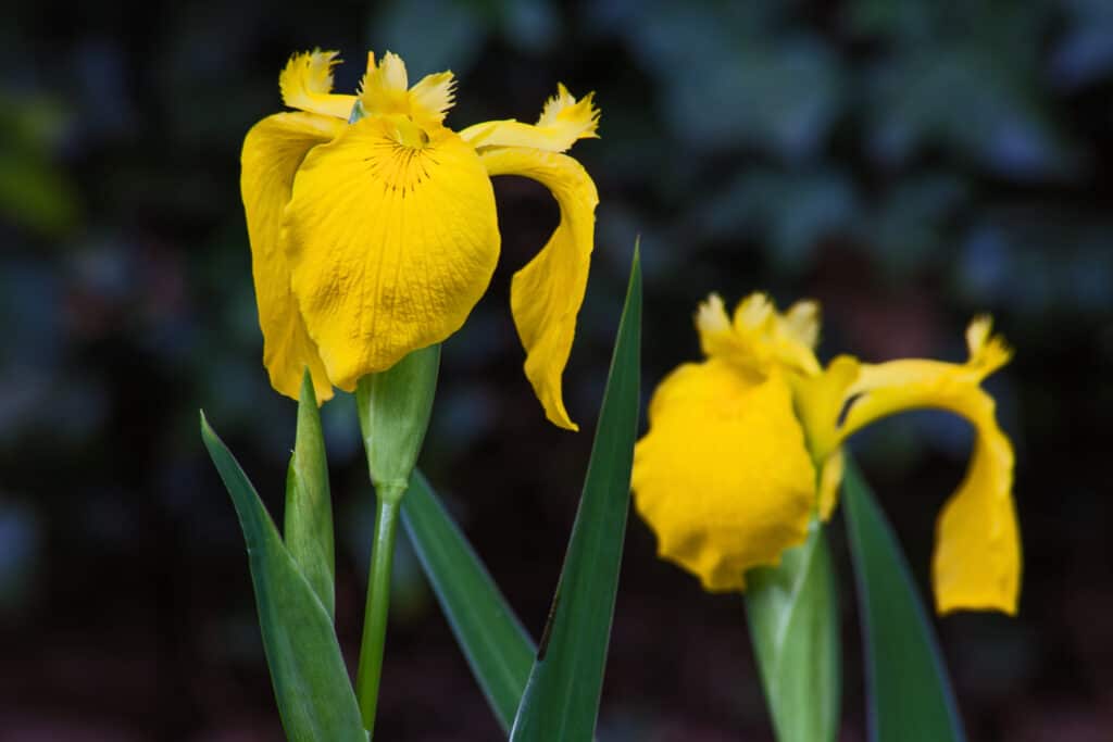The Yellow Flag Iris (Iris pseudacorus)