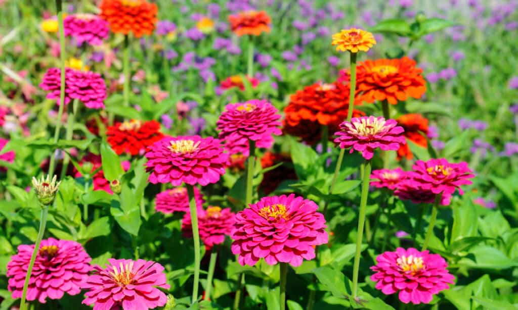 Zinnias growing in  flower garden or yard.