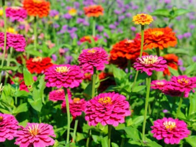 A 9 Best Annual Flowers For Michigan Gardens