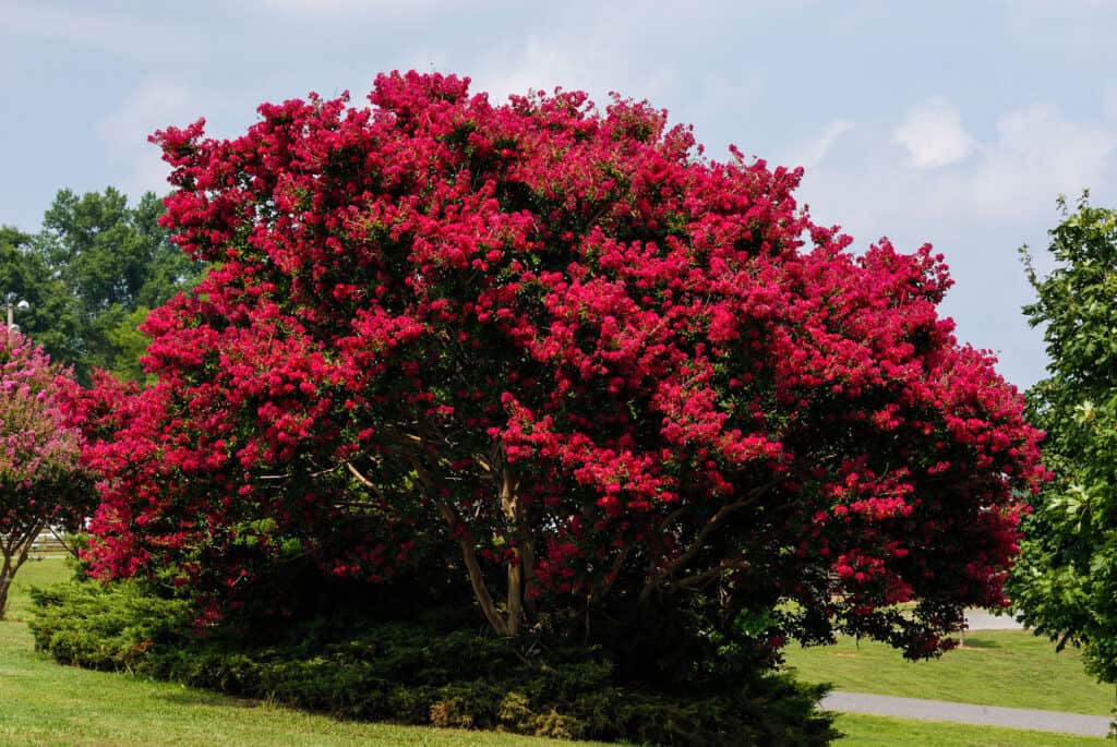 Crepe Myrtle