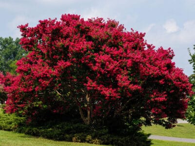 A 10 Gorgeous Flowering Trees That Thrive in Virginia