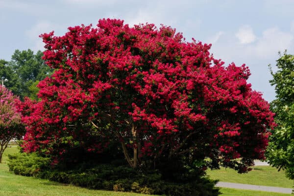 Crepe Myrtle Vs Dogwood