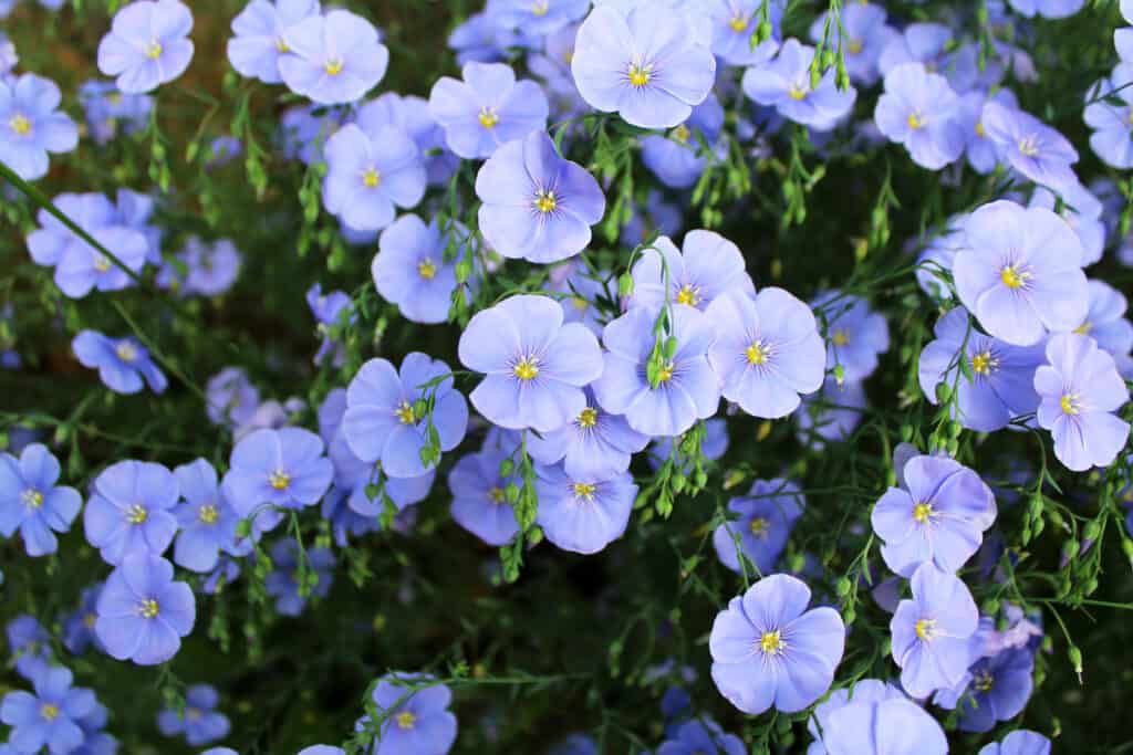 Blue flax flowers.