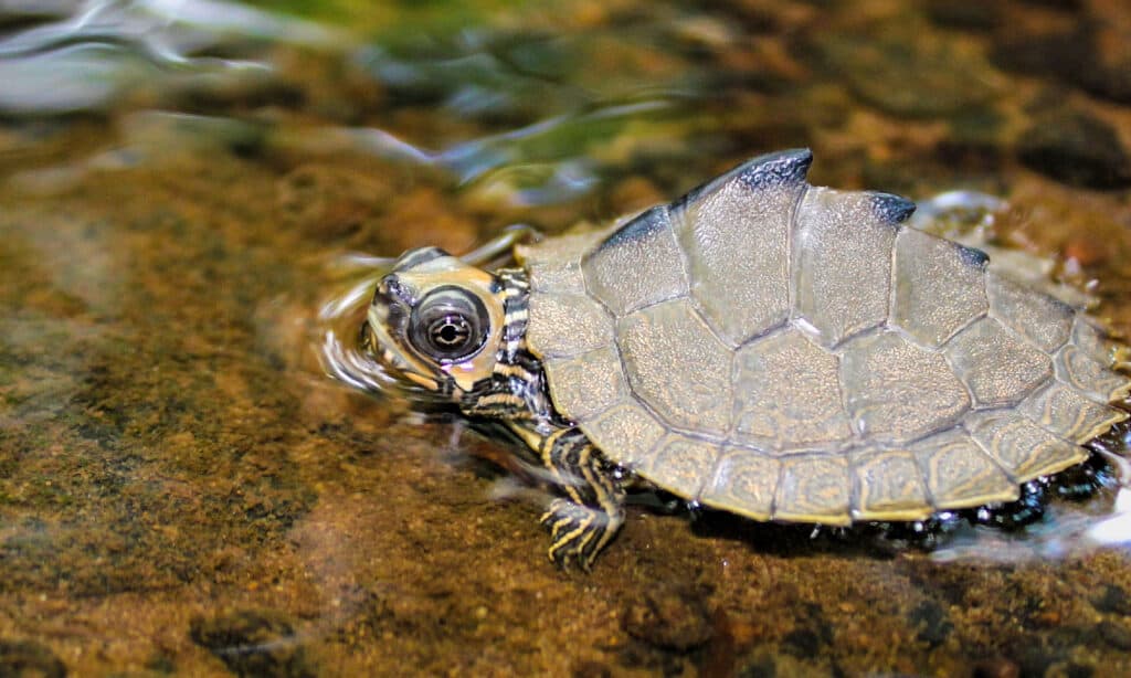 Alabama Map Turtle (Graptemys pulchra)