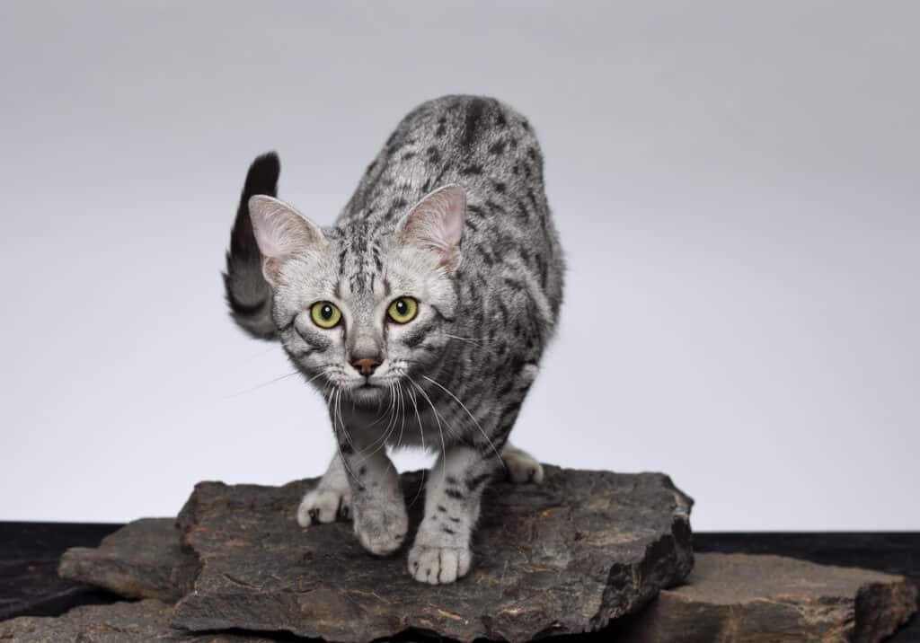 Egyptian Mau cat stalking a prey