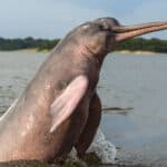 Amazon river dolphin