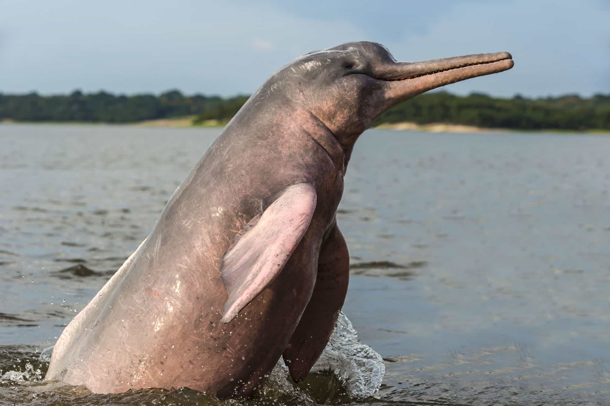 Killing the Ganges river dolphin, slowly