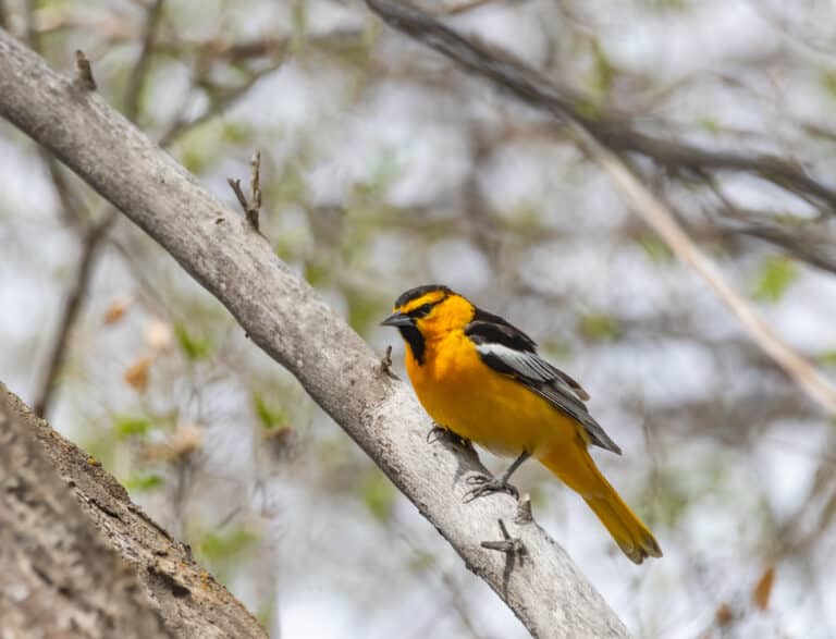 A male bullocks oriole perched in a tree.