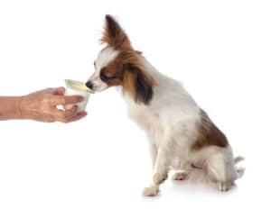 Yes! Dogs Can Eat Yogurt. Here’s Why Picture