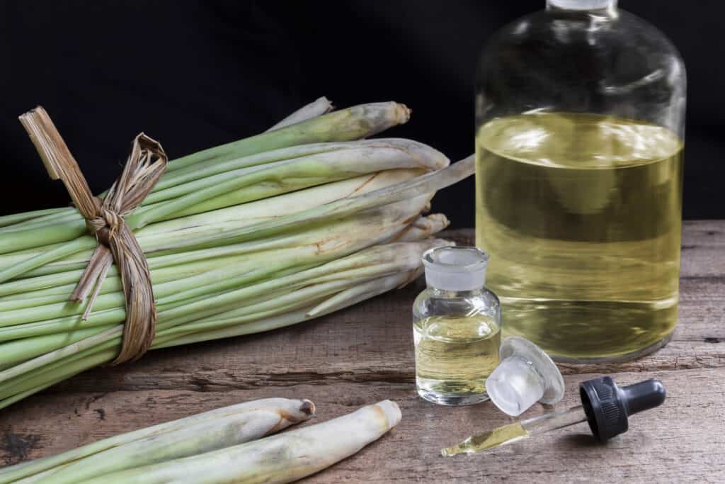 is lemongrass poisonous to dogs