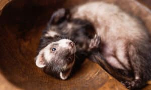 The 10 Cutest Ferrets in the World Picture