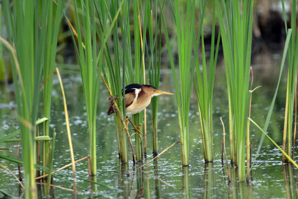 Herons in Texas: Least Bittern bird sits perched in reeds