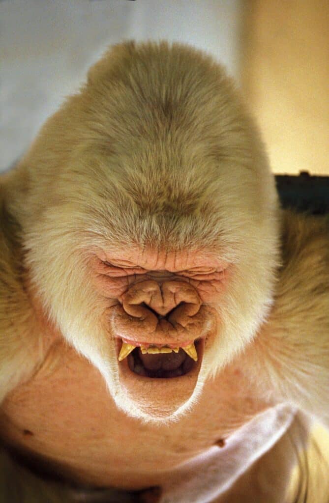 Portrait de Snowflake le gorille albinos montrant ses incisives