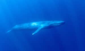 Deep Sea Battles: Can a Giant Squid Take Down a Blue Whale? Picture