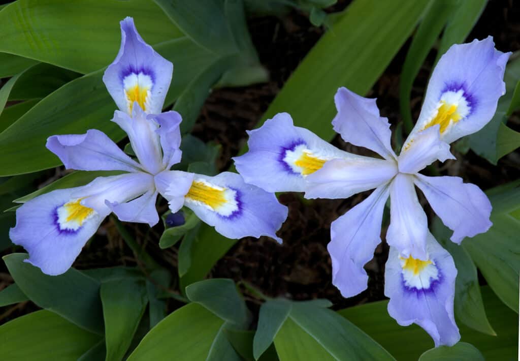 Two dwarf crested iris blossoms