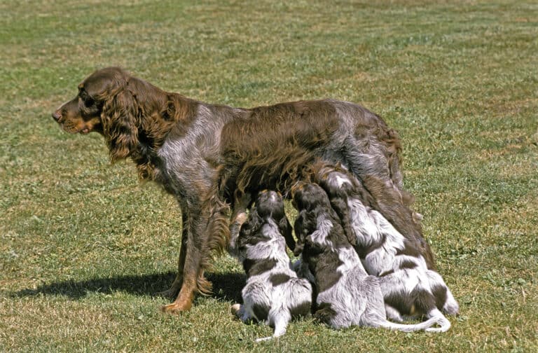 Picardy Spaniel Dog, Female with Pup suckling