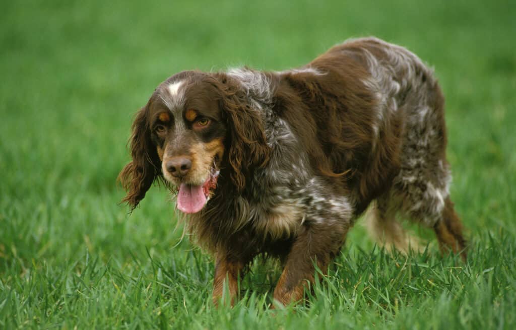 adult picardy spaniel in green grass