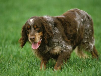 Picardy Spaniel Picture