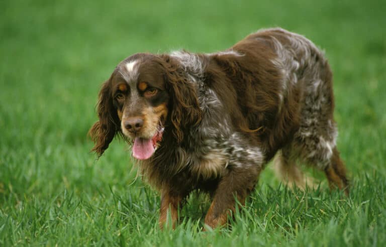 adult picardy spaniel in green grass
