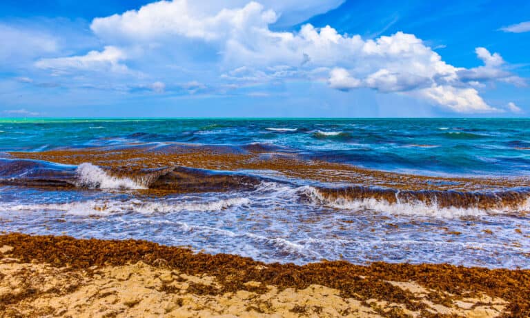 Sargassum arriving at the beaches of Florida.